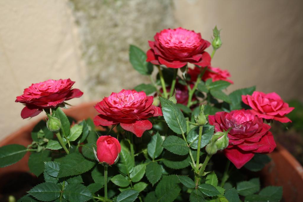 Anemones Rooms Chania  Exterior photo